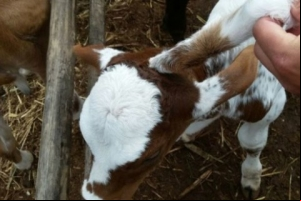 Na zona rural de Capelinha nasce bezerro com três orelhas